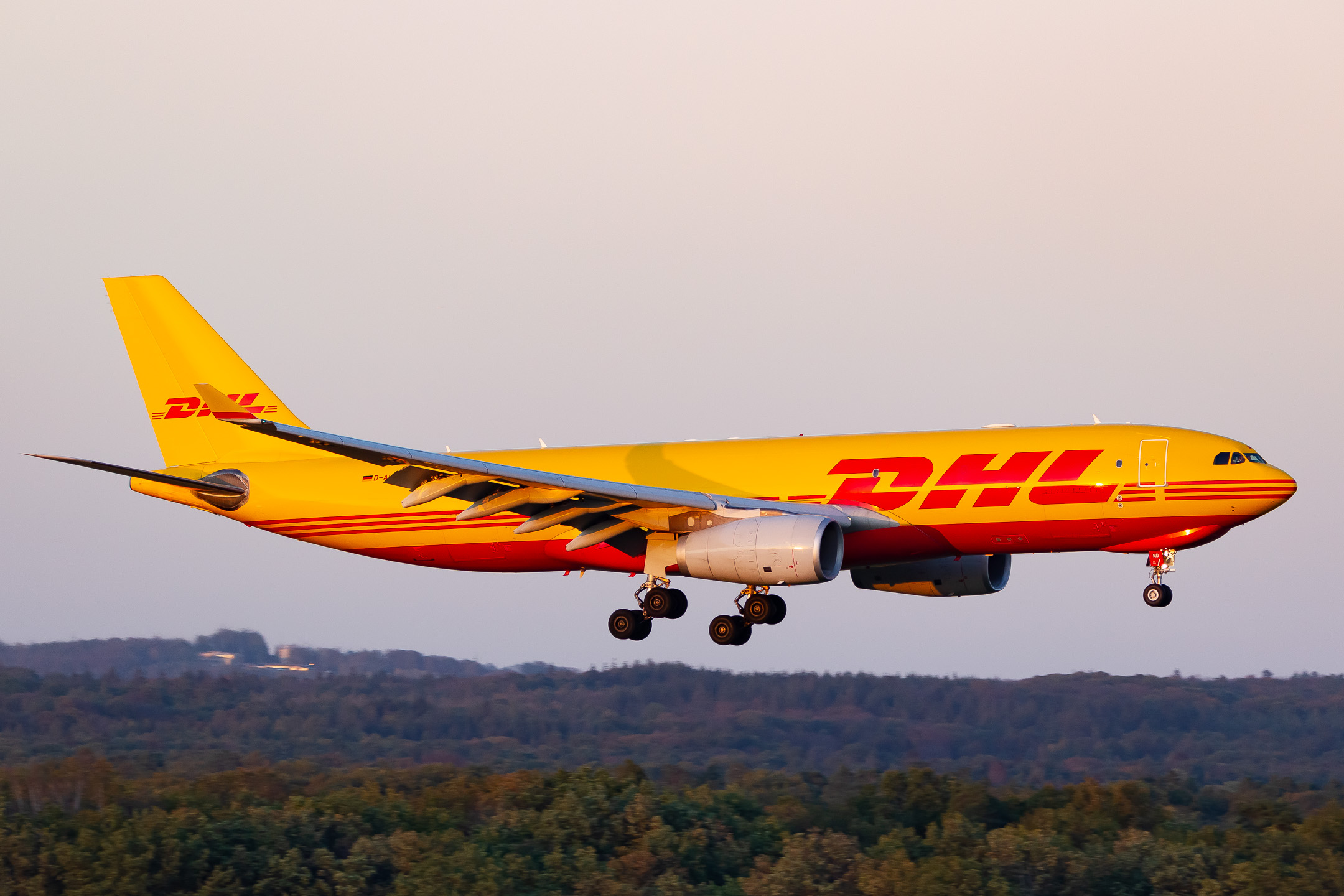 DHL Airbus A330-200F "D-ALMD" glowing in its beautiful yellow/red colors in the evening light of sunny autumn day in November 2022 while approaching runway 14L at Cologne Bonn Airport.